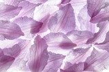 Entre los pétalos de un Clematis violeta