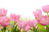 Los tulipanes perfectos de la primavera