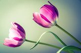 El duet de tulipanes