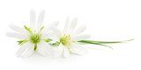 La alegría blanca - Flores