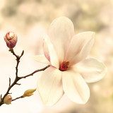 La magnolia ilustre – blancura y clase