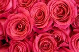 La alfombra de rosas rosadas