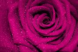 En cerca – una rosa en color de fucsia
