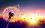 Amanecer con diente de león y semillas