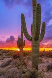 Atardecer desértico con cactus saguaro