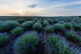 Atardecer en campo de lavanda