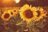 Atardecer entre girasoles dorados
