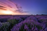 Atardecer entre lavandas en calma
