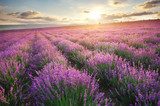 Atardecer sobre campo de lavanda vibrante