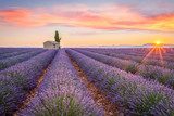 Atardecer vibrante en campo de lavanda
