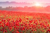 Campos de amapolas al amanecer