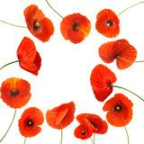 Círculo vibrante de amapolas rojas