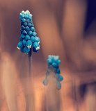 Detalles botánicos en azul vintage