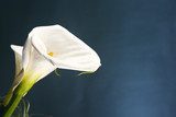 Elegancia natural en macro flor