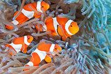 Escena vibrante de fauna submarina