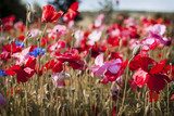 Exuberancia de amapolas en flor