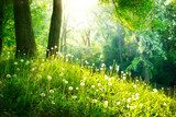 Luz dorada entre el bosque en calma
