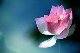 Luz tenue sobre flor de loto rosa
