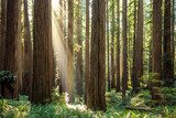 Luz y árboles majestuosos en bosque