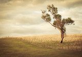 Melancolía en la campiña sepia