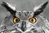 Mirada intensa del búho en primer plano