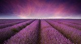 Ocaso en campos de lavanda