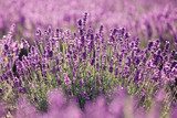 Paisaje de lavanda para un salón relajante