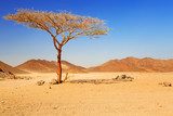 Resistencia en el desierto