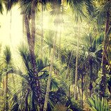 Respiro Verde de Selva Tropical