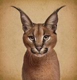 Retrato expresivo de caracal para salón