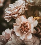 Rosas vintage para interiores elegantes