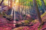 Sendero de luz entre árboles