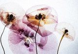 Siluetas florales en transparencias moradas