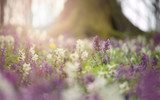 Susurro primaveral en tonos violetas