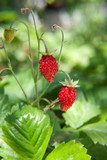 Susurros de campo y fresas