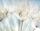 Susurros de semillas al viento