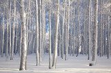 Susurros del Invierno en Abedules