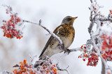 Tranquilidad Invernal con Pájaro Silvestre