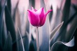 Tulipán rosa en delicados tonos pastel