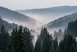 Valle brumoso entre montañas de coníferas