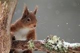 Verdor invernal con ardilla curiosa