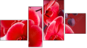 Fortyk