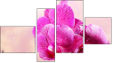 Fortyk