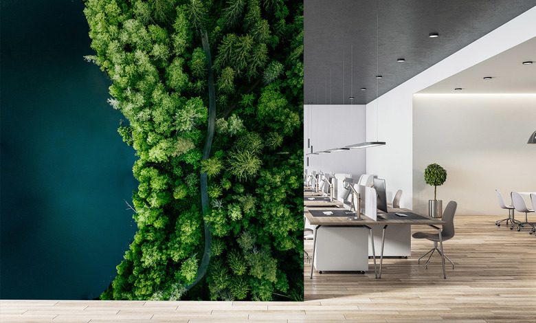 sendero forestal junto al agua visto desde arriba fotomurales para la oficina fotomurales demural